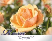 Rosa 'Olympic Palace'