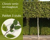 Lei-Haagbeuk - Classic - pakket 3 stuks + EXTRA'S!