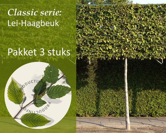 Foto: Lei haagbeuk classic pakket 3 stuks extra s 