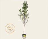 Prunus persica 'Peregrine' - laagstam