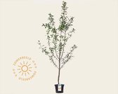 Prunus domestica 'Aprimera' - laagstam