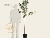 Malus domestica 'James Grieve' - halfstam