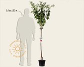 Prunus domestica 'Victoria' - halfstam