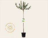 Ribes uva-crispa 'Hinnonmaki Grun' - 90 cm stam