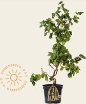 Corylus avellana 'Contorta'