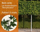 Lei-Amberboom - Basic - pakket 6 stuks + EXTRA'S!