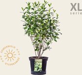 Aronia melanocarpa - XL