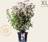Hydrangea arborescens 'Invincibelle' - XL