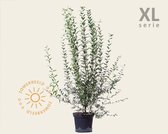 Ligustrum vulgaris 'Atrovirens' - XL