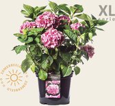 Hydrangea macrophylla 'Roze' - XL