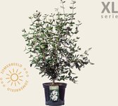 Viburnum burkwoodii - XL