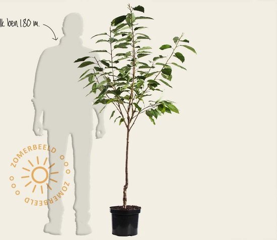 Prunus avium ‘Morel’ - Kersenboom - Laagstam