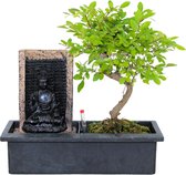ZynesFlora - Bonsai met Waterval - Ø 27 cm - Hoogte: 25-30 cm - Kamerplant in Pot