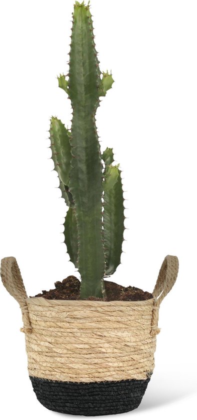 We Love Plants - Euphorbia Acrurensis + Mand Mirjam - 50 cm hoog - Cactus