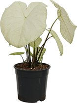 XL Caladium Garden White zonder pot ↕ 80cm - Kamerplant