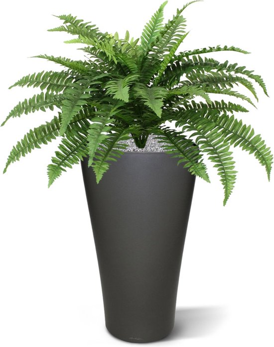 Dracaena Warneckii - Drakenbloedboom 21cm 65cm - Verse Kamerplant, Direct van de