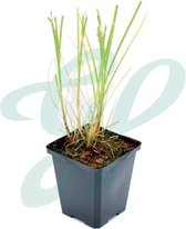 12 x Pennisetum alopecuroides 'Hameln' - Lampenpoetsersgras in C2 pot met hoogte 10-20cm