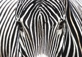 Tuinposter - Dieren / Wildlife - Zebra in zwart / wit  - 80 x 120 cm.