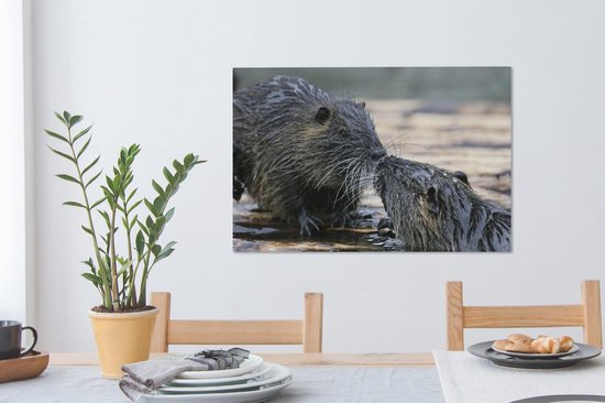 Ragondin amoureux dans l'eau 60x40 cm - Tirage photo sur toile peinture (Décoration murale salon / chambre) / animaux sauvages Peintures sur toile