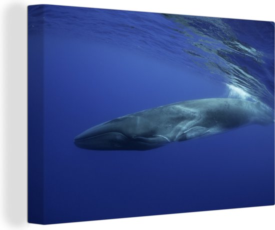 Photos Of Humpback Whales Stockfoto's en -beelden - Getty Images