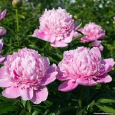 1 Pioenroos Sarah Bernhardt 3/5 - Paeonia-Pioen-Pioenen