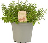 Origanum vulgare 6 stuks / The Herbs Family