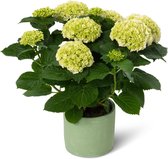 Hortensia Masterpiece Pure | Crystal Palace wit met sierpot
