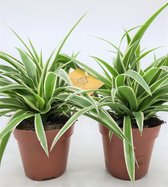 RealPlants - Chlorophytum - 25 Cm - Ø 12 - 2 Stuks