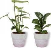 Set van 2 Kamerplanten - Monstera Deliciosa & Ficus Bambino - ±  30cm hoog - 12cm diameter - in betonnen lila pot