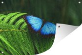Tuindecoratie Morpho vlinder - 60x40 cm - Tuinposter - Tuindoek - Buitenposter