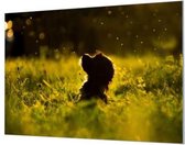 Wandpaneel Hond in de Lente  | 180 x 120  CM | Zwart frame | Akoestisch (50mm)