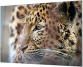 Wandpaneel Panter Close-up  | 120 x 80  CM | Zilver frame | Akoestisch (50mm)