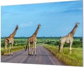 Wandpaneel Drie giraffen  | 100 x 70  CM | Zilver frame | Wand-beugels (27 mm)