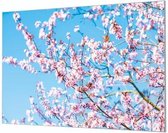 Wandpaneel Bloesem in bloei  | 100 x 70  CM | Zwart frame | Akoestisch (50mm)