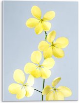 Acrylglas - Gele Bloemen - 30x40cm Foto op Acrylglas (Wanddecoratie op Acrylglas)
