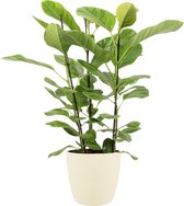 Kamerplant van Botanicly – Treurvijg incl. crème kleurig sierpot als set – Hoogte: 105 cm – Ficus altissima