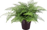 Varen van Botanicly – Asplenium in paars pot als set – Hoogte: 55 cm – Asplenium Parvati