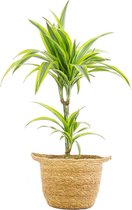 Kamerplant van Botanicly – Drakenboom in zeegras pot als set – Hoogte: 70 cm – Dracaena derem. Lemon Lime