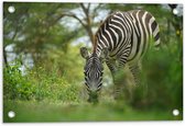 Tuinposter – Zebra in het Bos - 60x40cm Foto op Tuinposter  (wanddecoratie voor buiten en binnen)