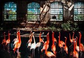 Exclusive - Dieren - Flamingo View - 80x120cm - Glasschilderij