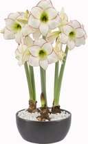 Amaryllis "Picasso" in 22cm keramieken schaal