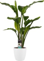 FloriaFor - Strelitzia Nicolai - Elho Brussels White - - ↨ 75cm - ⌀ 19cm