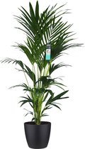 XL Kentia Palm In ELHO Brussels Pot (zwart) - Vers Van De Kweker - ↨ 170cm - ⌀ 30cm - [Mama's Planten]