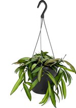 Hoya China Beans (Trendy, Hangplant, Kamerplant, Urban Jungle)