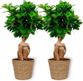 2x Kamerplant Ficus Ginseng - Bonsai - ± 30cm hoog - 12cm diameter - in bruine mand
