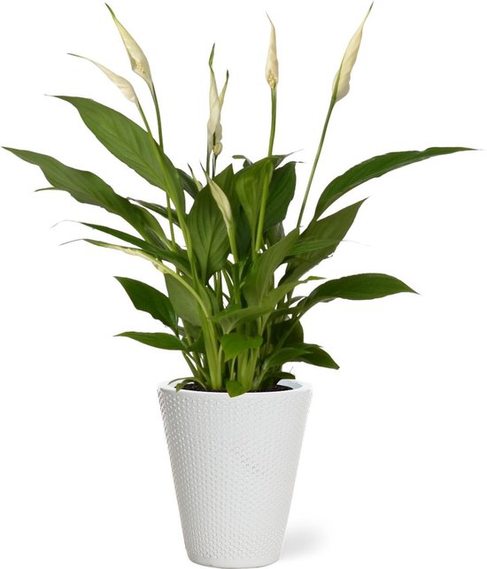 Plantenpot kopen? Check hier welke je plant exact nodig heeft 22 Luchtzuiverende Lepelplant in witte sierpot