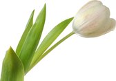 Tuinposter - Bloemen - Bloem - tulp / tulpen in wit / groen  - 80 x 120 cm.
