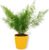 Asparagus Sprengeri - Sierasperge ± 30cm hoog - 12cm diameter - in gele pot
