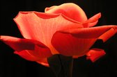 Tuinposter - Bloem - Roos in rood / zwart  - 80 x 120 cm.