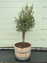 Olijfboom - Olea Europea in half wijnvat - Winterhard - Stamomvang ⌀ 20-40cm - Hoogte  180-200cm